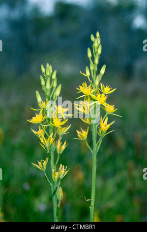 Narthecium ossifragum BOG ASPHODEL (Liliaceae) Banque D'Images