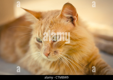 Libre d'un chat tabby gingembre Banque D'Images