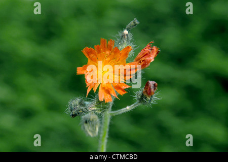FOX-et-OURSONS Pilosella aurantiaca (Asteraceae) Banque D'Images