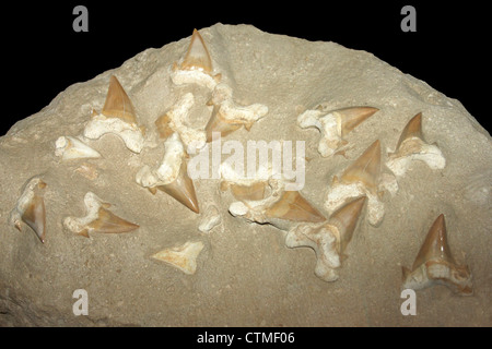 Les dents du requin Carcharodon megalodon du Maroc Banque D'Images