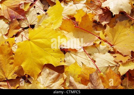 Les feuilles d'or Banque D'Images