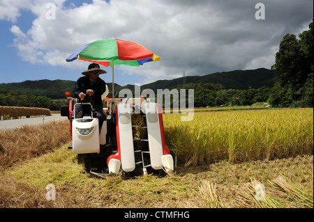 Un fermier moissonne sa récolte de riz par une chaude journée ensoleillée à Okinawa, Japon Banque D'Images