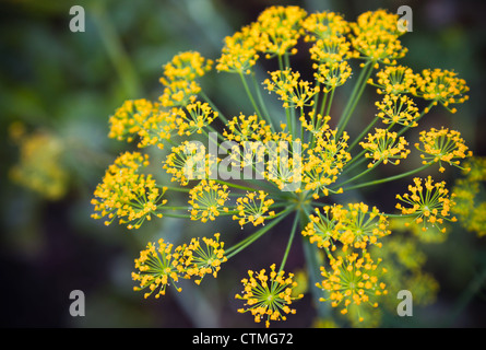 Photo en gros plan avec une faible profondeur de champ d'ombelles de fleurs d'aneth jaune Banque D'Images