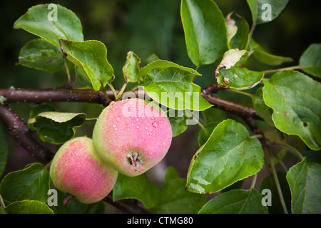 Deux pommes vert-rouge sur l'apple tree branch Banque D'Images