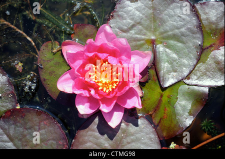 Un nénuphar rose dans un étang de jardin Anglais UK Banque D'Images