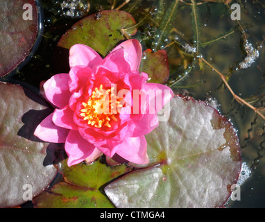 Un nénuphar rose dans un étang de jardin Anglais UK Banque D'Images
