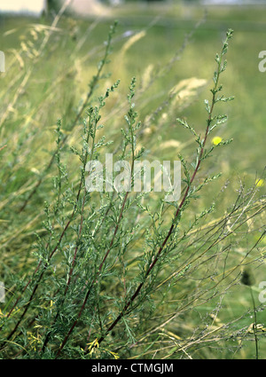 L'ARMOISE Artemisia campestris CHAMP Banque D'Images
