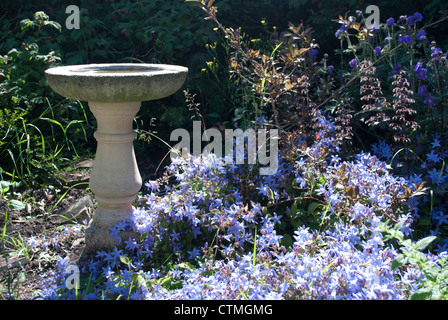 Pierre éclairée par le bain d'oiseaux dans le jardin luxuriant avec fleurs campanula Banque D'Images