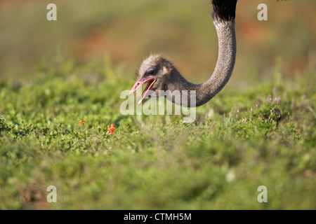 Close-up d'une autruche, l'Addo Elephant National Park, Eastern Cape Province, Afrique du Sud Banque D'Images