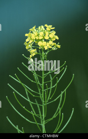 Faux LONDON-ROCKET Sisymbrium loeselii (Brassicaceae) Banque D'Images