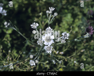 SNEEZEWORT Achillea achillée ptarmique (Asteraceae) Banque D'Images