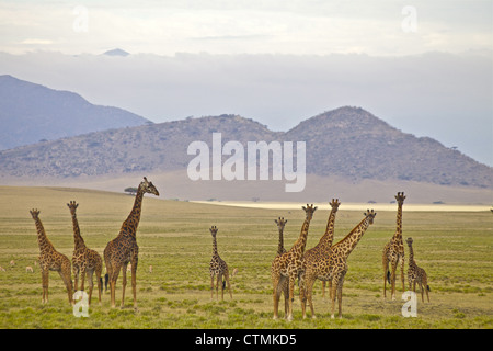 Un groupe de girafes (Giraffa camelopardalis) debout sur la plaine, Salai, Conservatioin Ngorongoro Tanzanie Banque D'Images