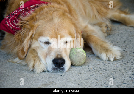 Golden retriever dog avec couchage bandana rouge à côté de balle de tennis, Maine USA Banque D'Images