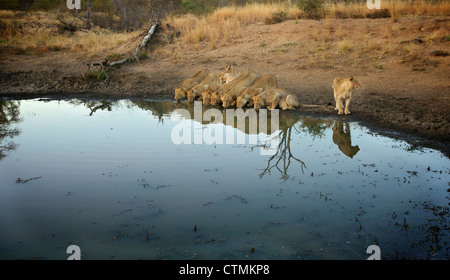 Une troupe de lions à partir d'un point d'eau potable, Pondoro Game Lodge, Bothabelo Bed and Breakfast réserve naturelle privée, du Limpopo. L'Afrique du Sud Banque D'Images