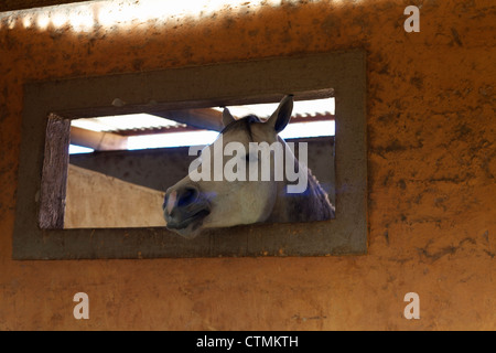 Un cheval arabe à travers une fenêtre Rustenburg, Province du Nord-Ouest, Afrique du Sud Banque D'Images