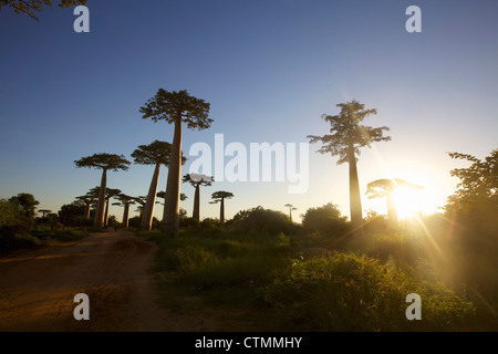 Le soleil se couche sur l'Adansonia grandidieris, Avenue des baobabs, Madagascar Banque D'Images