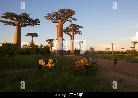 Un enfant s'exécutant sur un chemin de terre le long du côté de l'Avenue de l'Adansonia grandidieris, les baobabs, Madagascar Banque D'Images