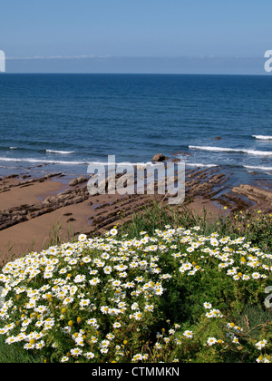Oxeye marguerites sur la côte près de Bude, North Cornwall, UK Banque D'Images