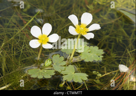 L'EAU DE BASSIN-CROWFOOT Ranunculus peltatus (Ranunculaceae) Banque D'Images