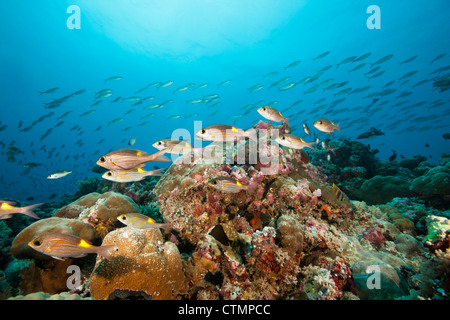 Striped Bream à gros yeux (Gnathodentex aureolineatus) sur un récif corallien tropical les îles de Palau en Micronésie. Banque D'Images