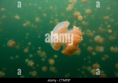 (Méduses Mastigias papua or etpisoni) dans Jellyfish lake sur l'Île Eil Alcm dans la République des Palaos. Banque D'Images