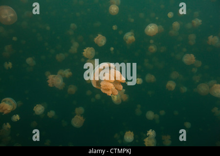 (Méduses Mastigias papua or etpisoni) dans Jellyfish lake sur l'Île Eil Alcm dans la République des Palaos. Banque D'Images