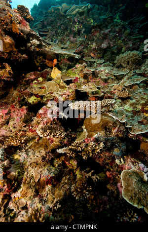 Les coraux et éponges sur un récif tropical près du Tunnel Siaes site de plongée dans les îles de Palau en Micronésie. Banque D'Images