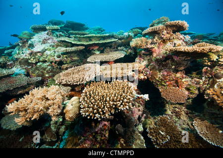 Les coraux et éponges sur un récif tropical près du Tunnel Siaes site de plongée dans les îles de Palau en Micronésie. Banque D'Images