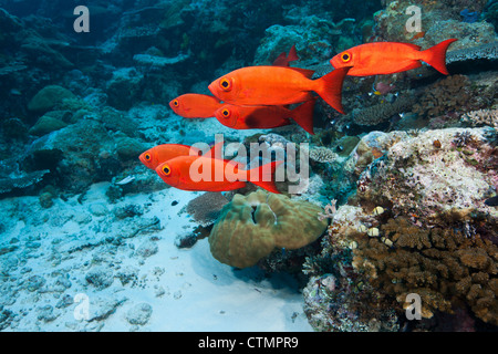 Queue de croissant (Priacanthus hamrur) Obèse sur un récif de coraux tropicaux en Ulong Channel au large des îles de Palau en Micronésie. Banque D'Images