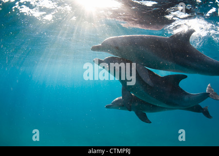 Sous-marines libre de trois grand dauphin (Tursiops truncatus), le Ponta do Ouro, au Mozambique Banque D'Images