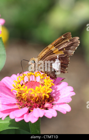 Silver-spotted Skipper sur Zinnia Banque D'Images