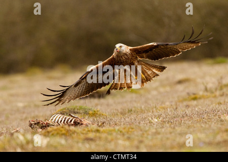 Le cerf-volant rouge sur une carcasse de cerf muntjac Banque D'Images