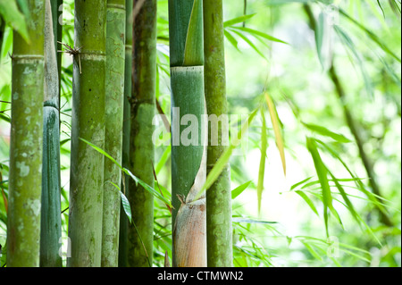 Close up of bamboo trees in forest à Chiang Mai, Thaïlande. Banque D'Images