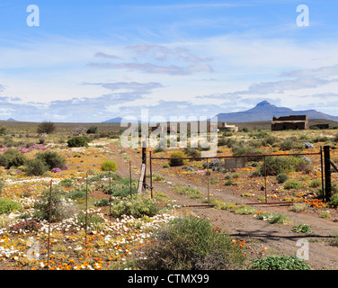 Fleurs sauvages entourant les fermes en ruine au Namaqualand, Northern Cape, Afrique du Sud Banque D'Images