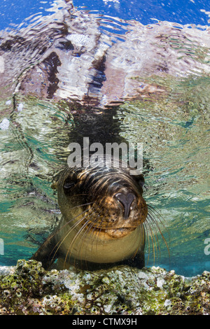 Sea Lion portrait couple sitting in Beach Chairs, La Paz, Mexique Banque D'Images