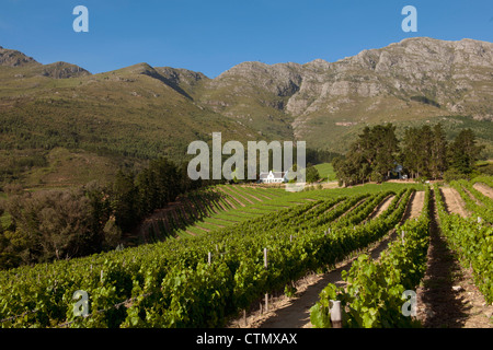 Vignobles et farm house dans la belle Cape Winelands, Western Cape, Afrique du Sud Banque D'Images