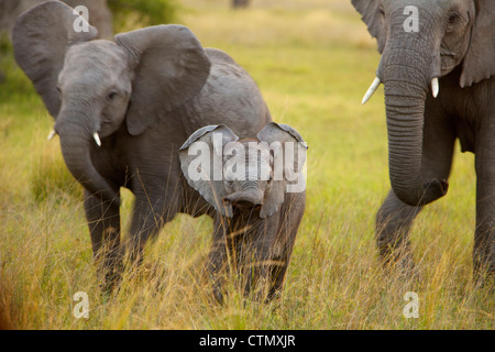 Un jeune éléphant à marcher vers la caméra, Okavango Delta, Botswana Banque D'Images