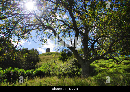 Vue éloignée sur Glastonbury Tor d'orchard, Somerset, Royaume-Uni Banque D'Images