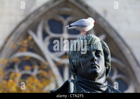 Red-billed gull perching on statue de Robbie Burns, Dunedin Nouvelle-zélande 2 Banque D'Images