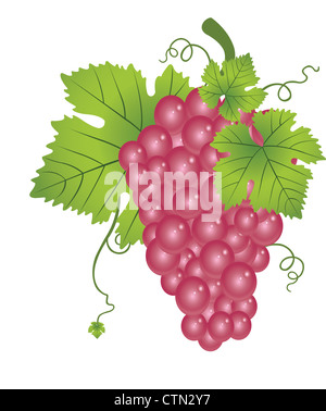 Les raisins rouges, Fruit Bunch, avec des feuilles et des vignes, vector illustration Banque D'Images