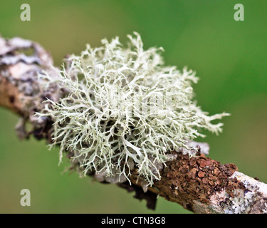 Lichen Cladonia rangiferina, renne Banque D'Images