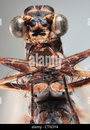 Macro Ultra d'un tir frontal libellule marron Banque D'Images