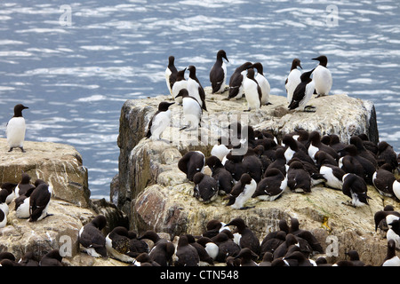 Colonie de guillemots à miroir debout sur un rocher, l'île de Farne pinnacle, Northumberland, England, UK Banque D'Images