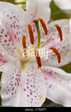 Jardin Lily White à étamines. Anthère. La stigmatisation.Style. Filament. Holyhead Anglesey au nord du Pays de Galles au Royaume-Uni. Banque D'Images