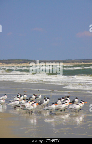 Les oiseaux sur la plage du sud ; Cumberland Island National Seashore, Géorgie, USA Banque D'Images