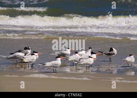 Les oiseaux sur la plage du sud ; Cumberland Island National Seashore, Géorgie, USA Banque D'Images