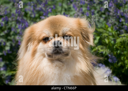 Tibetan Spaniel-head shot Banque D'Images