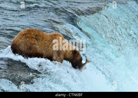 Un ours brun attrapé un saumon saut au Brooks Falls. Katmai National Park et préserver. L'Alaska, USA. Banque D'Images