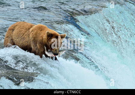 Un ours brun attrapé un saumon saut au Brooks Falls. Katmai National Park et préserver. L'Alaska, USA. Banque D'Images