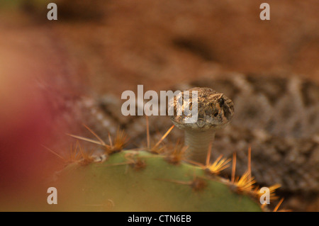 Un Western Diamondback, Crotale (Crotalus atrox), dans la région de Ironwood Forest National Monument, Eloy, Arizona, USA. Banque D'Images